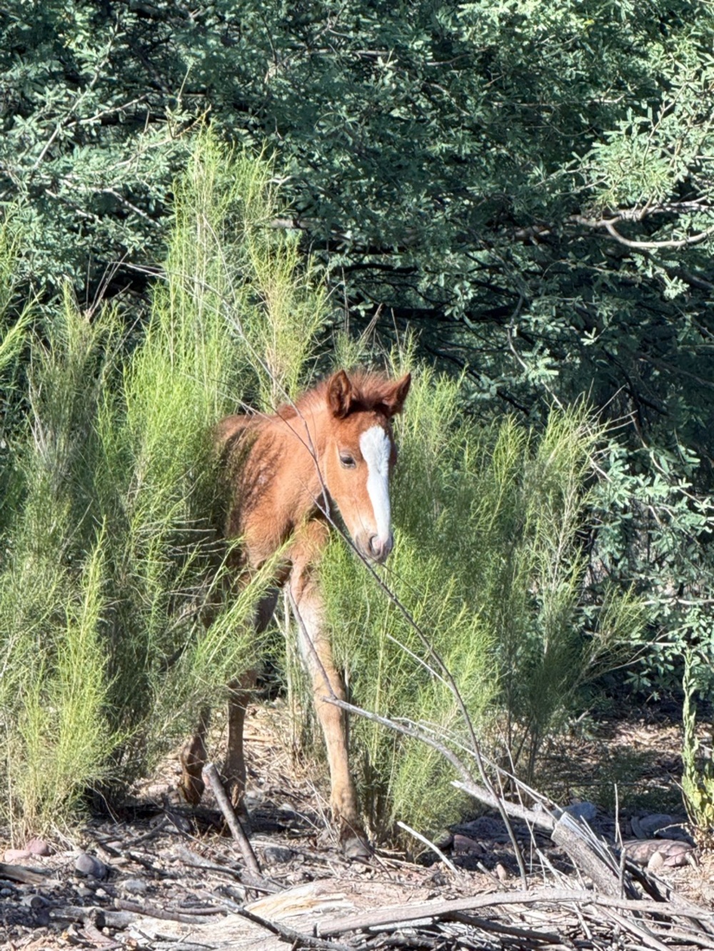 Salt River Wild Horses New Baby Cody 2 weeks old!